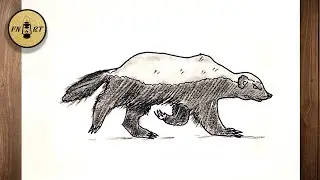 How to Draw a Honey Badger Step by Step