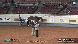 2020 AQHA Select Pleasure Driving
