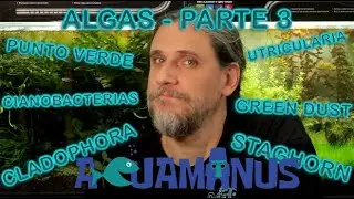 ALGAS, Cap 3 -Cianobacterias, Punto verde, Staghorn, Green Dust, Utricularia, Cladophora- ACUAMANUS