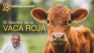 El secreto de la vaca roja 
