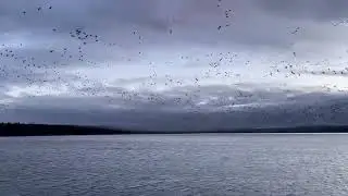 Snow Goose Migration