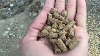 Turky bird farming/peero bird farming /bird farming/farming business ifo/farming info
