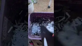 Acidic wormbin #compost #composting #vermicompost #vermicomposting #short #shorts #worms #wormbin