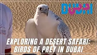 Dubai Platinum Heritage Desert Safari & Birds of Prey Experience | Ultimate Falconry Tour