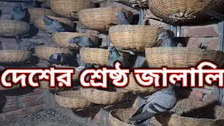 সব থেকে ভালো জালালি কবুতর গুলো | Top quality Jalali Kobutor | Kobutor palon poddhoti 