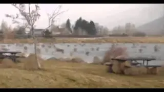 Migrating grass in a high wind
