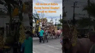Buffalo Racing Festival Chonburi Thailand 2022
