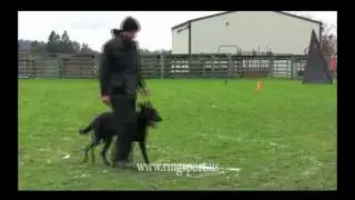 French Ring Sport Trial, Dutch Shepherd 