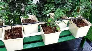 SISTEMA HIDROPONICO DUTCHBUCKET