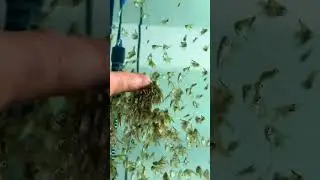 Baby Angel Fish ❤️ #shorts #pets #angel #viral