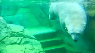 Polar Bear swimming underwater
