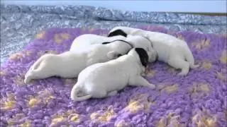 Sealyham Terrier Moto Moto & Wilma puppies 1