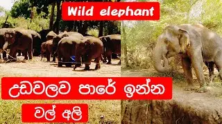 Stay On The Road Wild Elephant Udawalawa 🐘Elephant Attack  shocking attack මහ පාරට එන වල් අලි