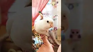 Adorable Cockatiel Chicky's Cute Singing Moments 🎶🦜💖 #cockatielscraze #birdsinging #cutepets