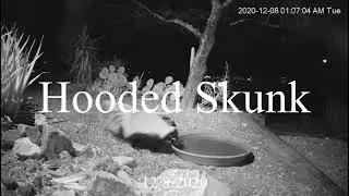20201208 Hooded Skunk