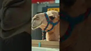 Camels during transportation.#camel