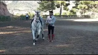 Equitacion Peluca Exhibición 2020