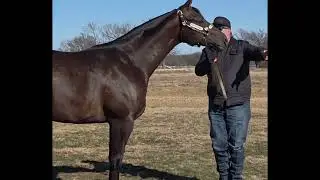 Im Fire and Ice/ AQHA/APHA 2 YR OLD Stallion/ consigned in WCHA Diamond In The Rough online sale 