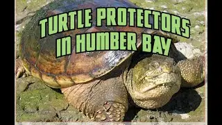 Turtle Protectors tour Humber Bay Park 2025