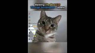 &ldquo;Ranking Cats Under Surveillance from Cute to Criminal&rdquo; #shorts #fypシ