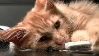 CUTE CAT #CATFORCHILDREN##NATURALCAT BEAUTIFULCAT #WORLDCAT