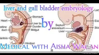 Liver and gall bladder embryology and abnormalities.