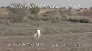 hunting hare with falcon and saluki