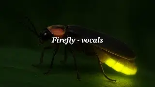 Firefly by Andy Beck - vocals and lyrics 