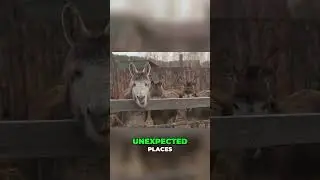Incredible Journey 🌟 From Farm to Hollywood Fame! 🎬