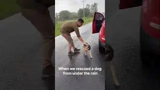 Когда мы спасли собаку из-под дождя #спасение #приютилибездомныхживотных #историяспасения #спасен...