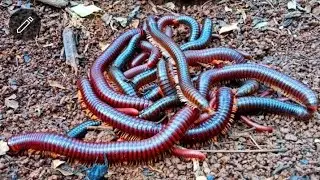 Hunting Big Millipedes 😱 insect, kaki seribu, Snail, bekicot, Luwing, Millipede, serangga kecil