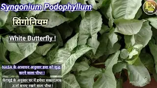 Syngonium Podophyllum| White Butterfly| How To Grow Syngonium| सिंगोनियम|@endlessnature4734