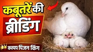 #kabutaron ka breeding setup#Kashyap pigeon King ke sath#kabutar#pigeon#viral video
