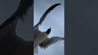 Laughing Gulls In Slow Motion