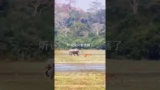 Tiger VS Elephant, Who's Afraid of Who?