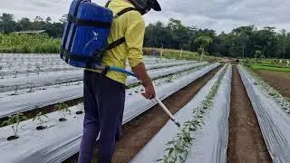 CREATIVE FARMER'S TRICKS: POISONING LIQUID FERTILIZER WITH A UNIQUE TOOL - Agriculture Farming