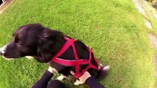 Neewa Racing Harness Arn&eacute;s Perro