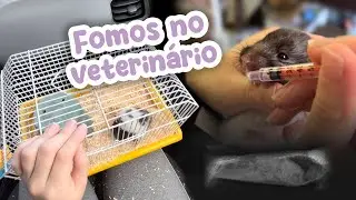 Oreo precisou ir no veterinário