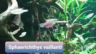 Sphaerichthys vaillanti