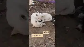 #மச்சான் புது வருஷம் பொறக்குது டா 2026  #tamil #funnypets #petvideos #yt #shorts #நாய்