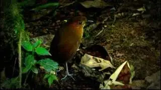 ENDEMIC - Brown-banded Antpitta - Grallaria milleri - Show Antpitta - Birding at Colombia