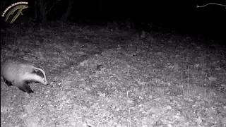 La fauna salvaje siguiendo senderos. Fototrampeo. Tej&oacute;n, gineta y conejo. Provincia de Palencia.