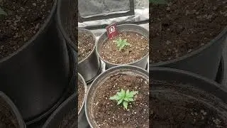 GTH & Skunk Day 4 VEG #ouid #cannabiseducation #weedman #weedchannel #weedgotmefaded #tokers