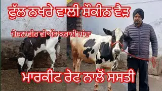 ਸ਼ੌਕੀਨ ਵੈੜ ਤਾਜੀ ਸੂਈ ਮਗਰ ਵੱਛੀ ਮਾਰਕੀਟ ਨਾਲੋਂ ਘੱਟ ਰੇਟ  /cow for sale /cheema dairy farm /17 January 2026