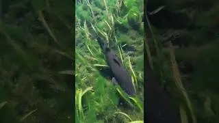 Первобытная рыба - краснопёрый окунь!