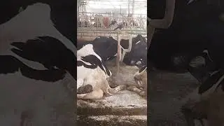 pashuon ka Gobar score Kaisa Hona chahie #dairyfarming #cow #farming