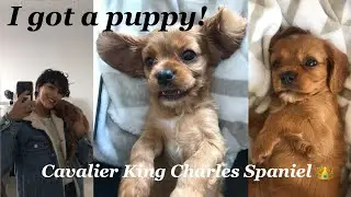 FINALLY GETTING MY PUPPY!!! CAVALIER KING CHARLES SPANIEL | I waited over 10 years for this