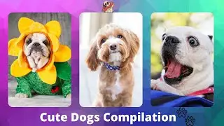 #dog #dogs #doggie #doggo #dogsoftiktok #doglover #lovedog #doglove | Ultimate Dogs Compilation#2
