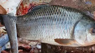 AWESOME TRADITIONAL FISH CUTTING VIDEO - ROHU FISH CUTTING WITH GOOD TECHNIQUE -FASTEST RUI FISH CUT