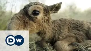 Bacteria threaten endangered saiga antelope | DW News